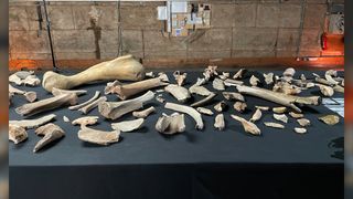 Въз основа на открити кости на мамут