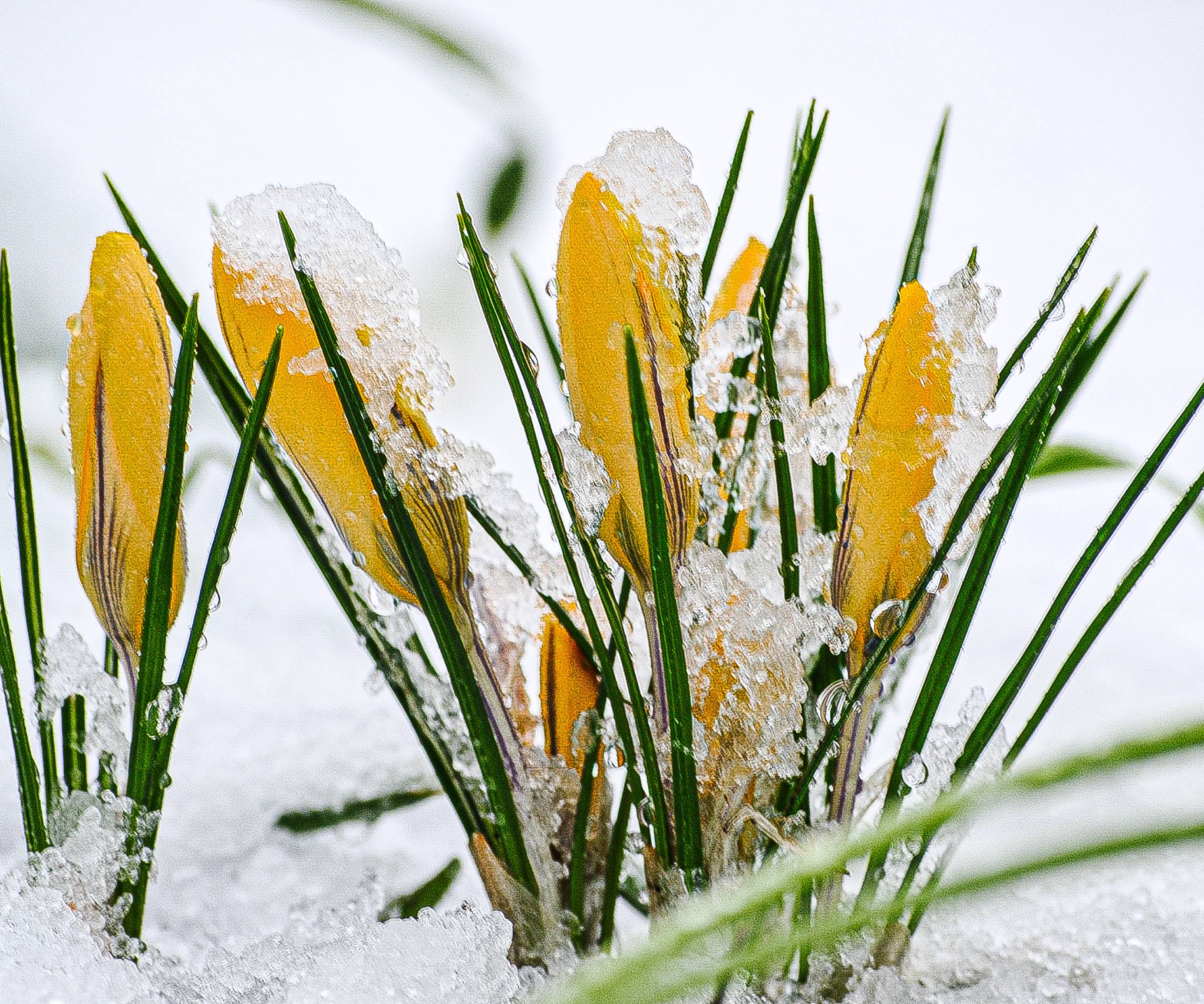 Yellow crocuses emerging from the snow