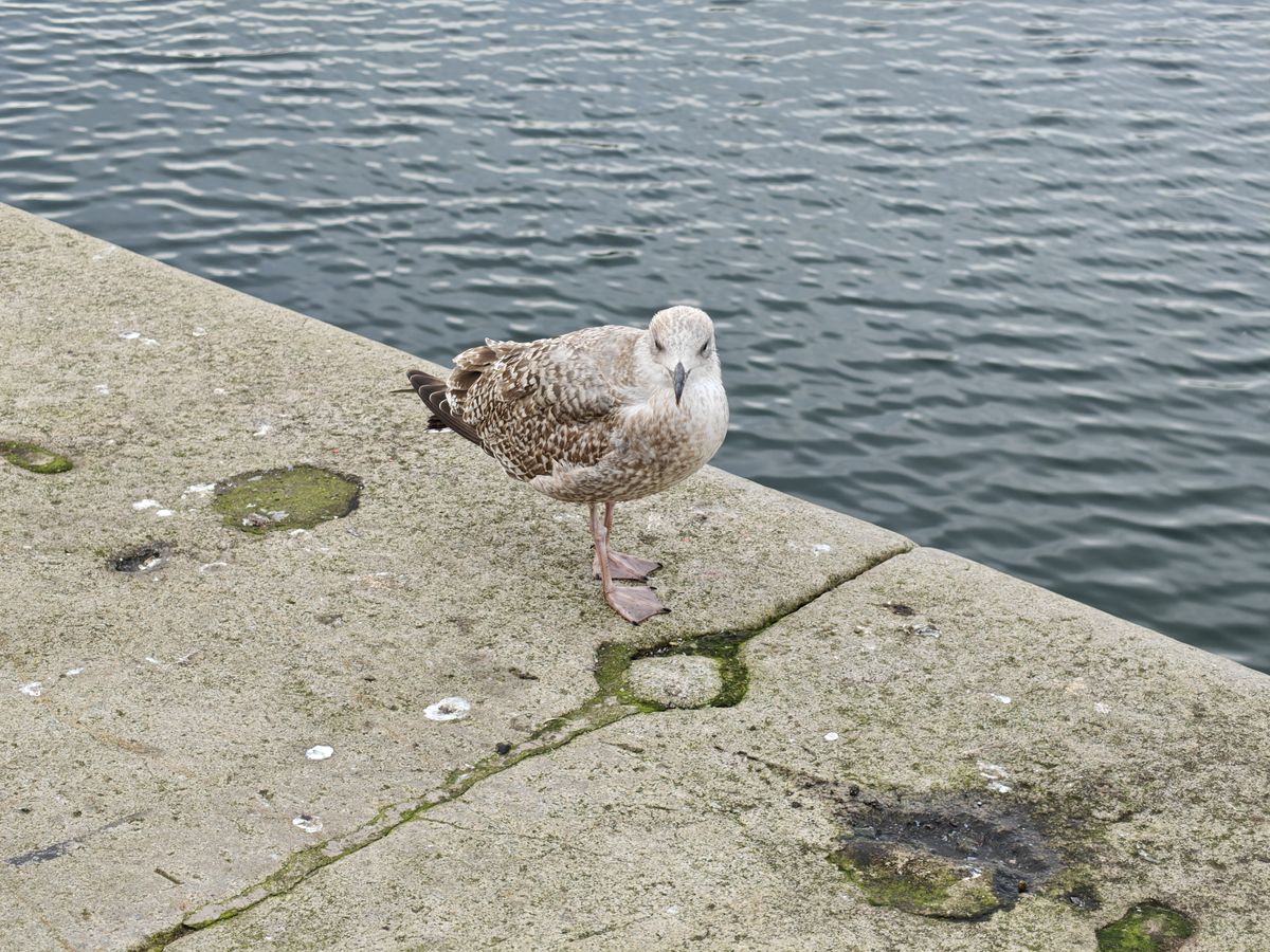 A seagull sitting on a stone wall near some water
