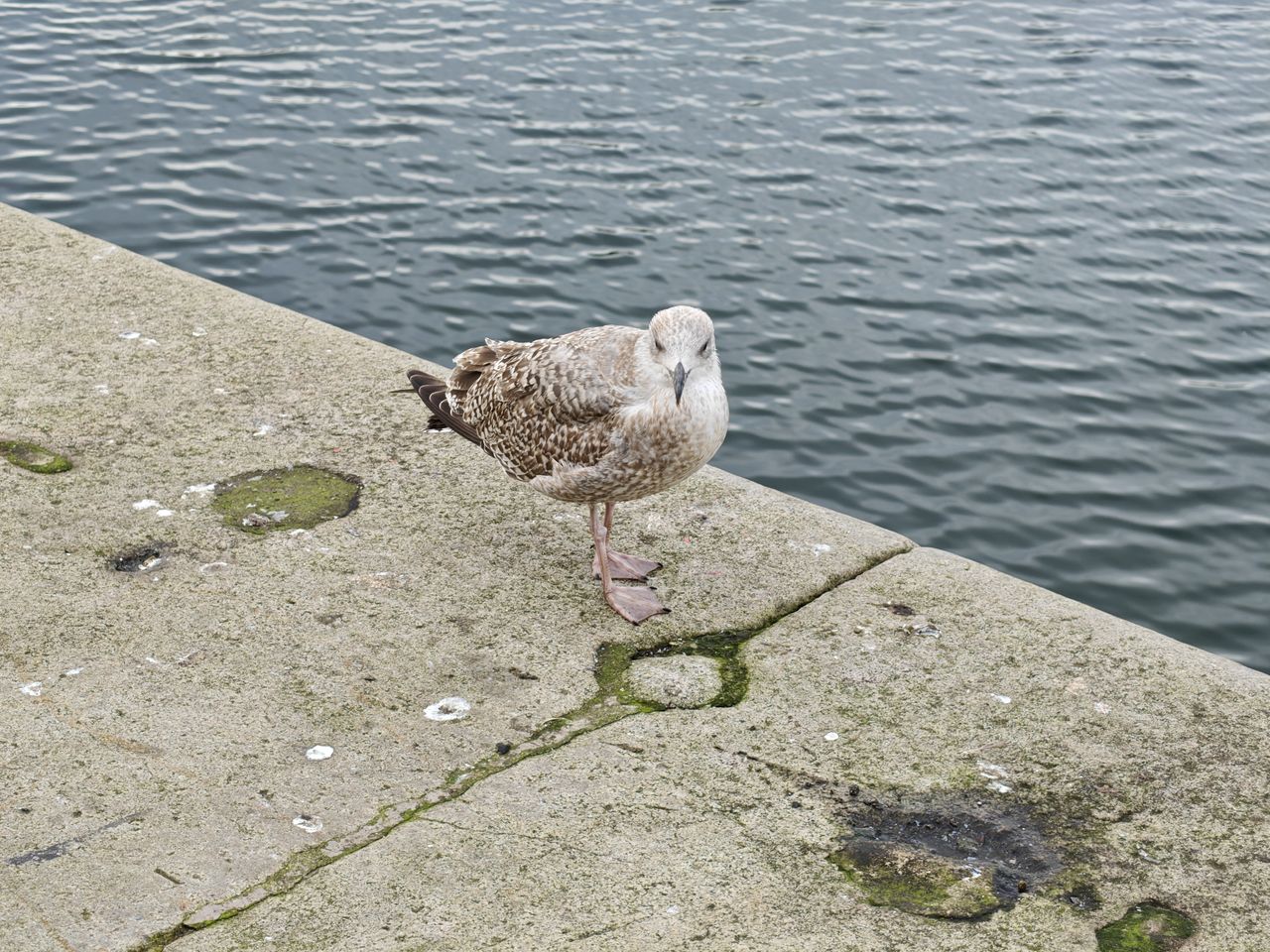 A seagull sitting on a stone wall near some water