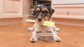 Dog treat recipes: Dog lying on kitchen floor with spatula in mouth 