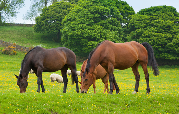 DX8NHG Horses grazing is green pasture.