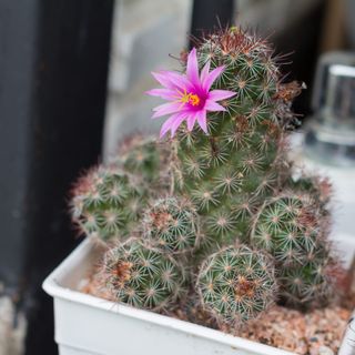 Flowering cactus plant