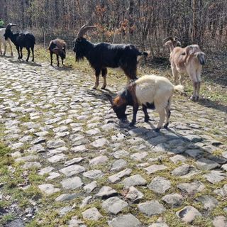 A herd of goats and sheep used to clean up the Arenberg Forest