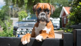 Boxer dog looking over fence