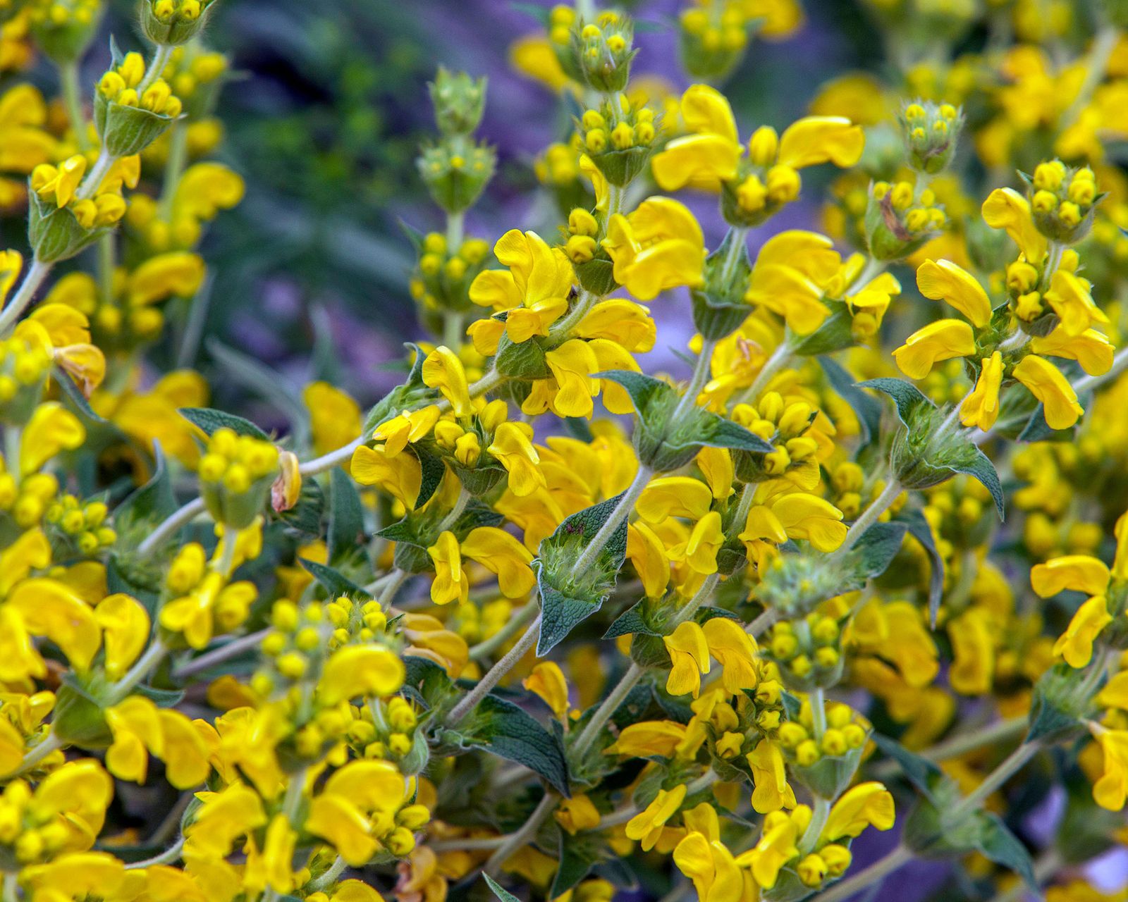 16-phlomis-varieties-to-add-height-and-depth-to-your-borders-gardeningetc