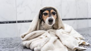 Dog in towel