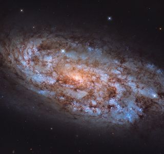 Both a starburst galaxy and a spiral galaxy, NGC 1792 can ben spotted in the constellation Columba (The Dove). In this photo, snapped by the Hubble Space Telescope, we can see the details of this strange galaxy, with blue ribbons running through it, insinuating the presence of young, hot stars and swaths of orange showing the presence of older, cooler stars. In starbust galaxies, stars can form 10 times faster than in galaxies like our own Milky Way and when those starburst galaxies have large amounts of gas (like NGC 1792 does) these phases of rapid star production can be sparked by things like cosmic mergers.