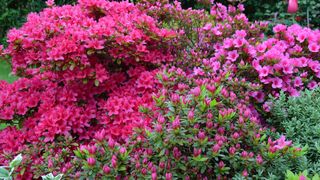 Display of red and pink azaleas in a border