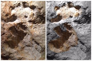 Two photographs of the adult stegosaurus track