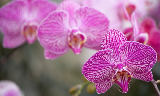 Orchid