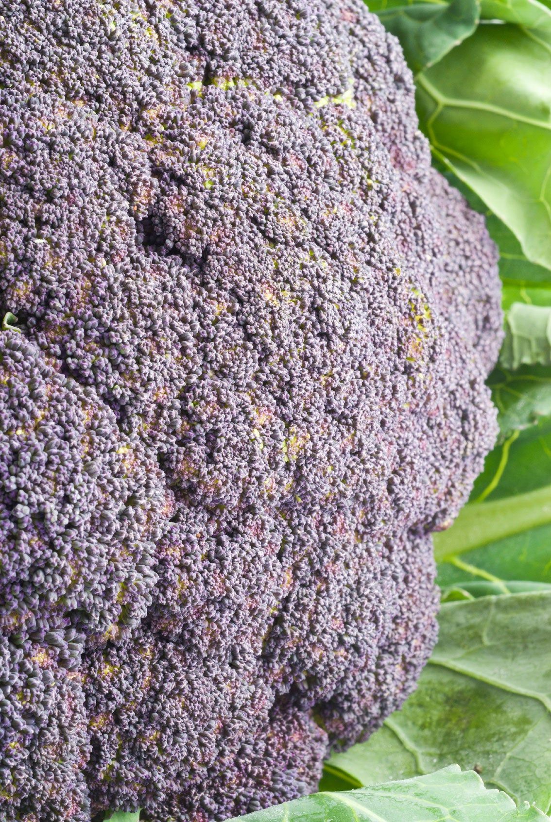 Purple Tinted Cauliflower