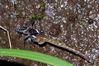 jumping spider eating tadpole