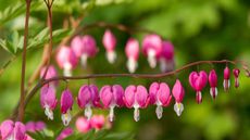 Pink bleeding heart flowers in a sunny spring garden