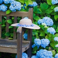 keep a hydrangea blue blue hydrangea plant behind brown wood bench with strawsumer hat resting on the arm