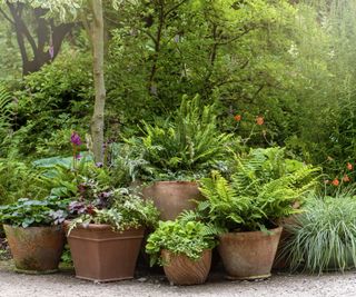 A selection of ferns and grasses in planters
