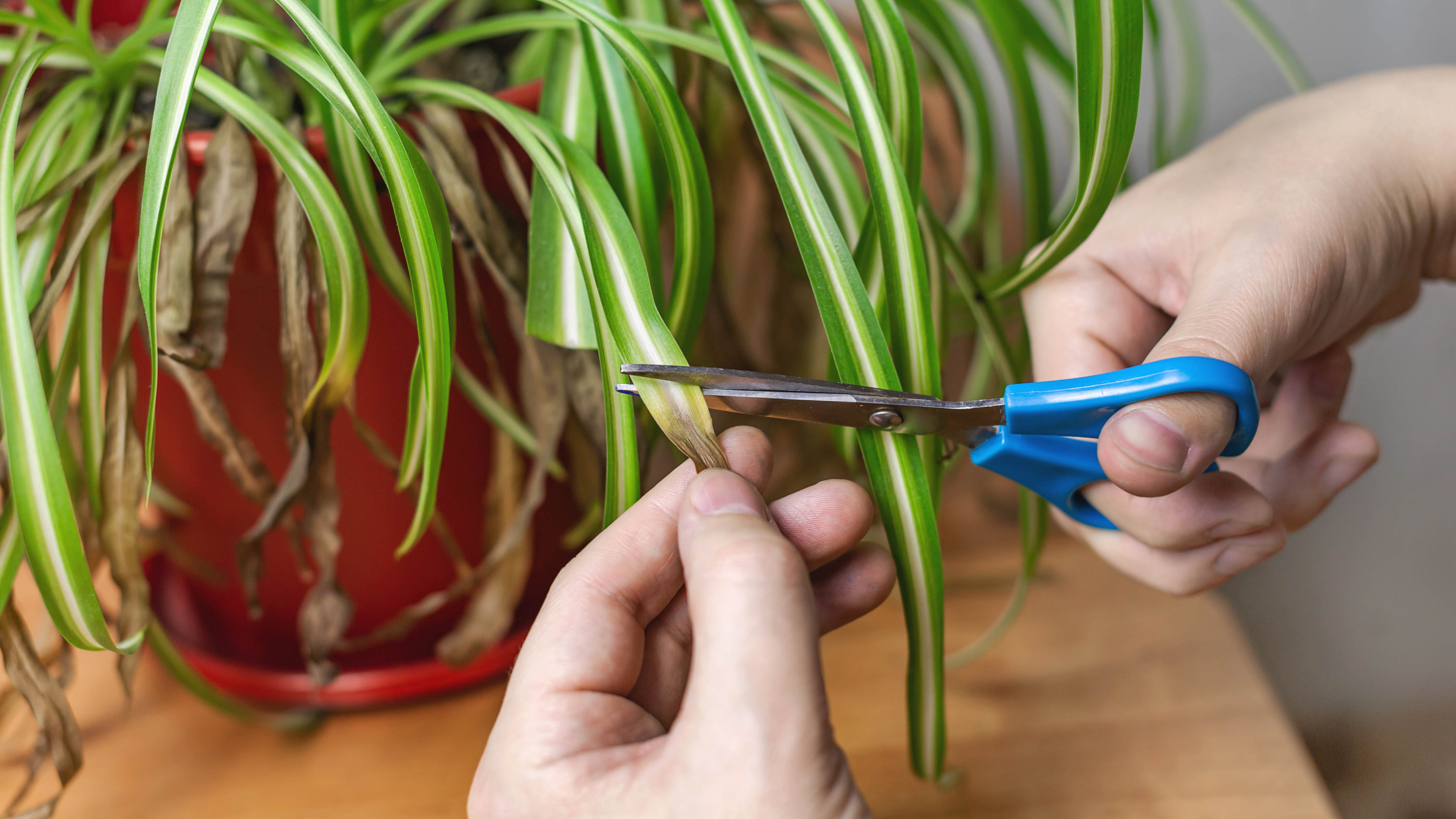 Brown leaves are cut from spider plants.