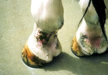 mud-fever.jpg