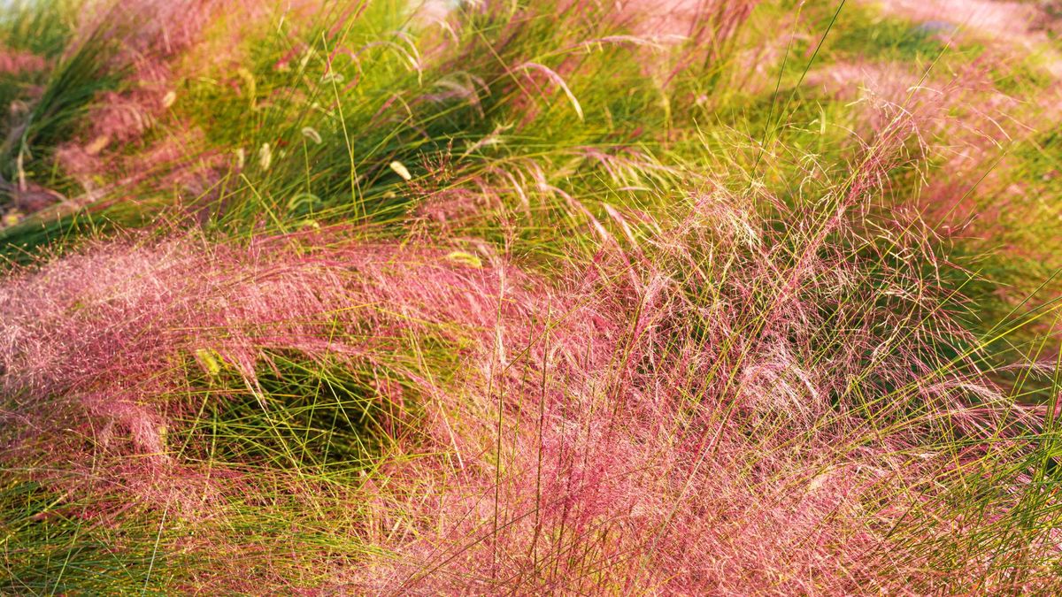 Just as Other Plants Start to Fade, These 6 Ornamental Grasses Hit Their Stride