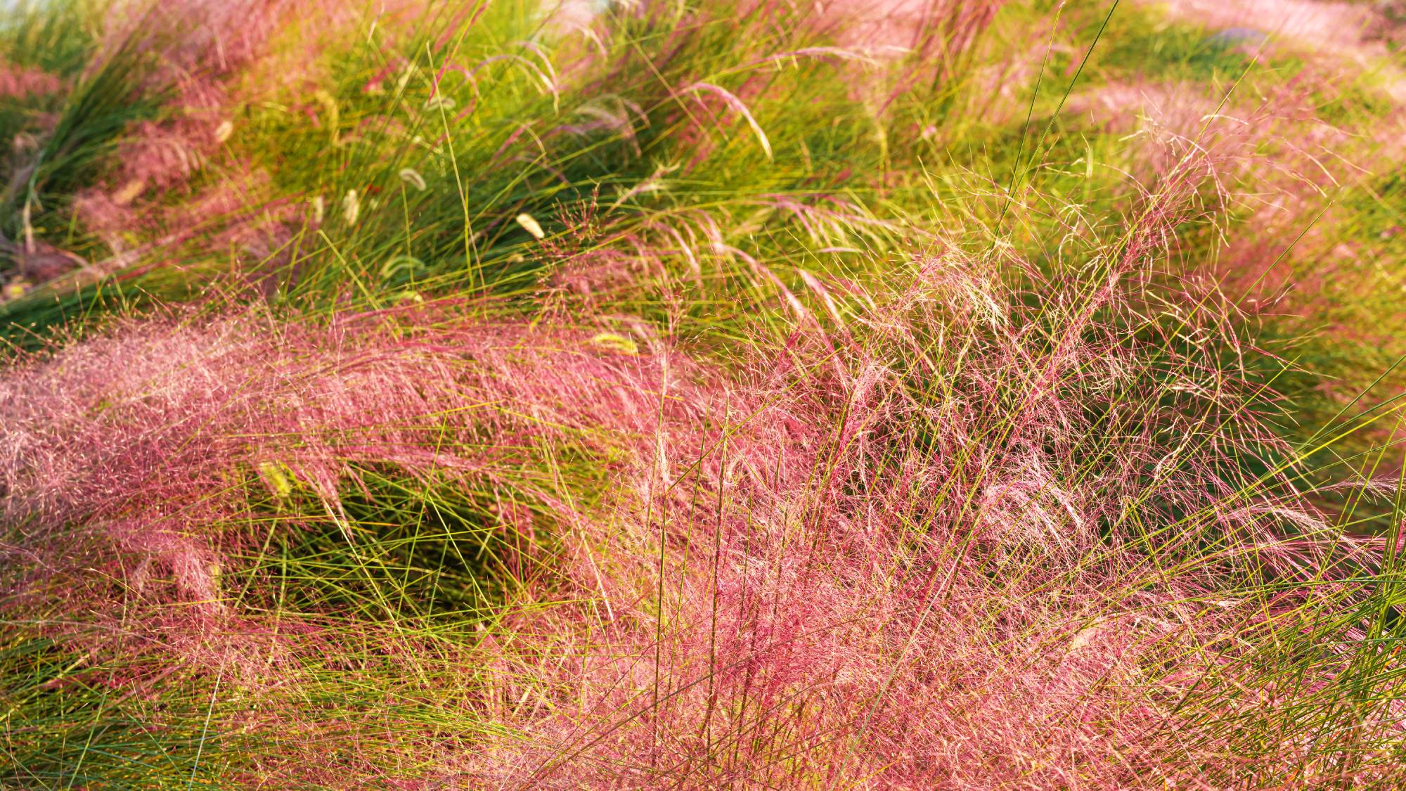 Pink muhly grass