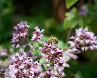 Honey Bee foraging on Marjoram - Apis Mellifera