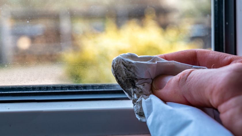 A hand holds a piece of tissue with black mould on it in front of a window