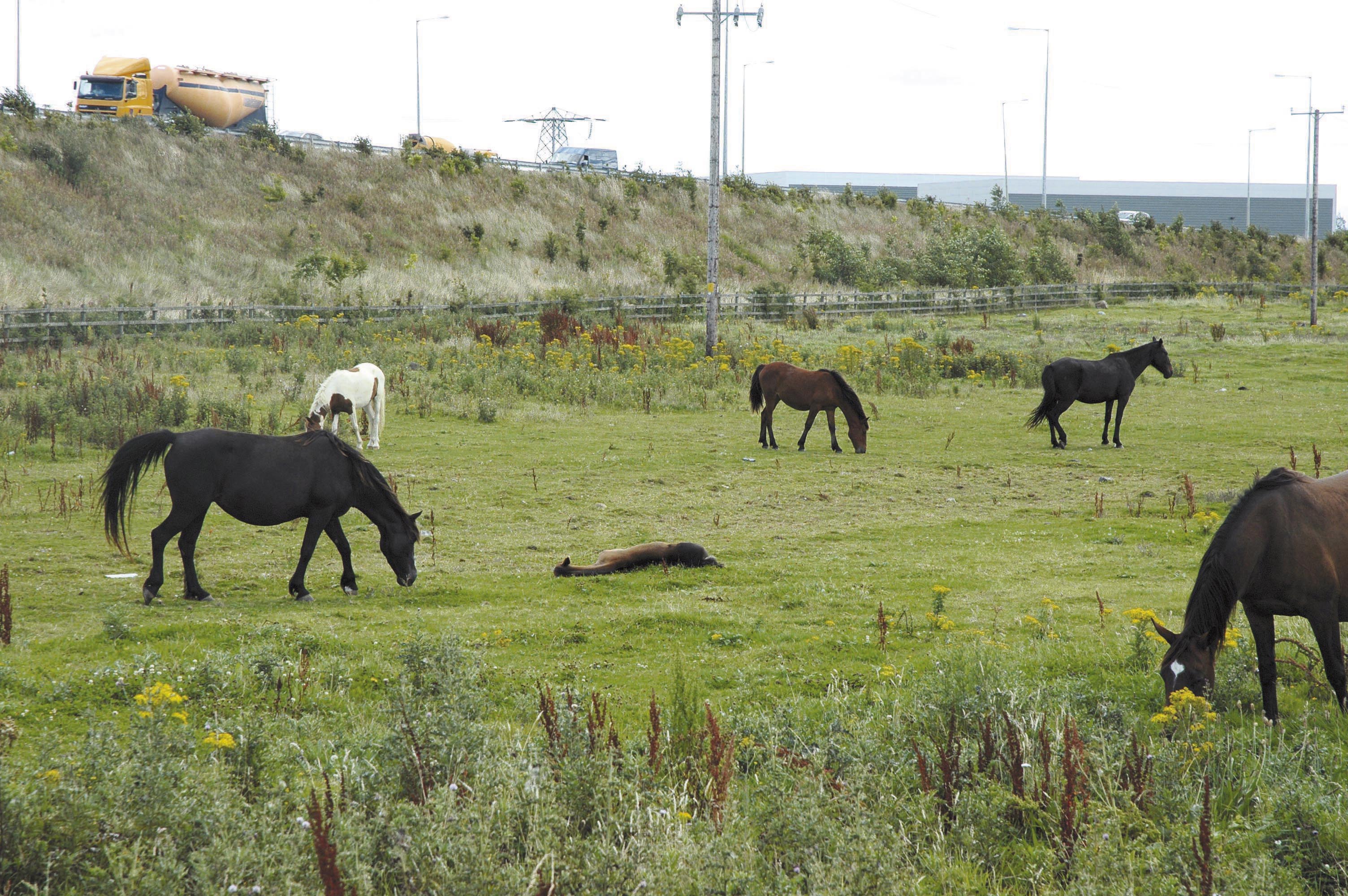 flygrazing.jpg