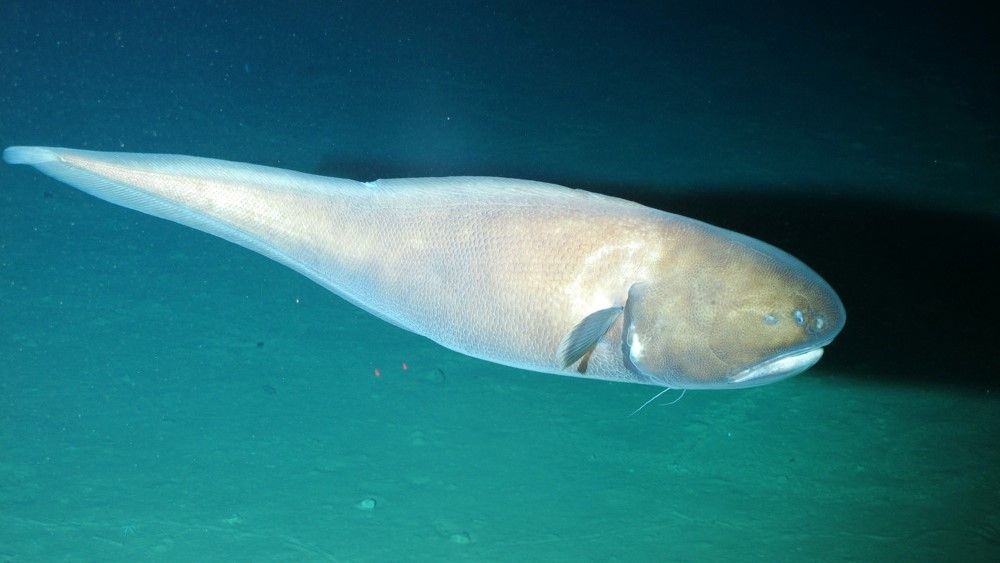 A cusk eel swims in the darkness near the seabed.