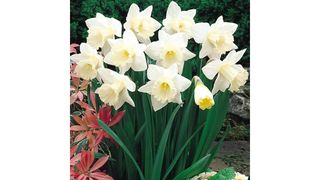 Daffodil Narcissus Mount Hood bulbs