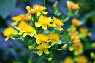 close up of yellow shrubby St John's Wort plant