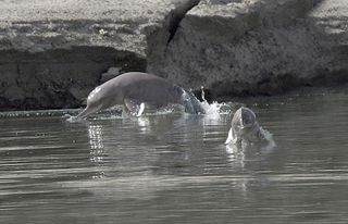 indus river dolphin