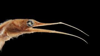 The profile of a snipe eel with a long, slender beak and a big eye.