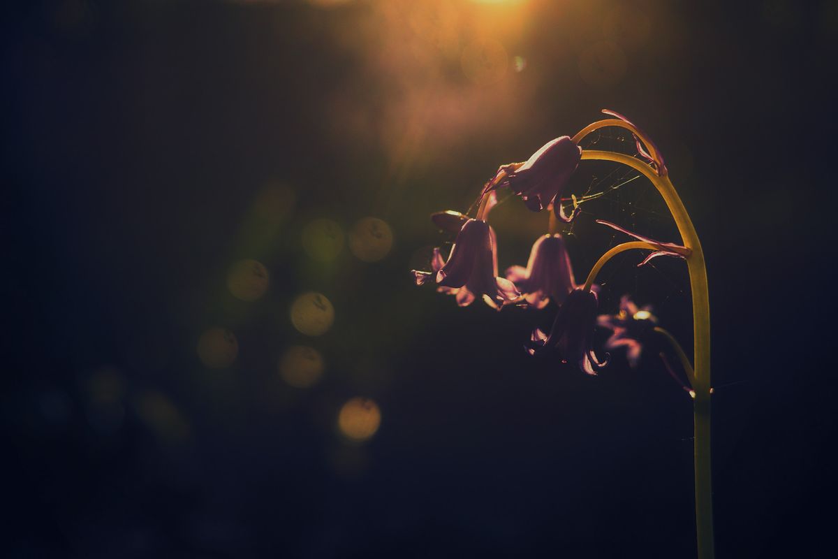 Sunkissed bluebells at golden hour