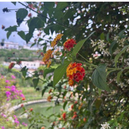 Flowering lantana plant growing in Italian spa garden
