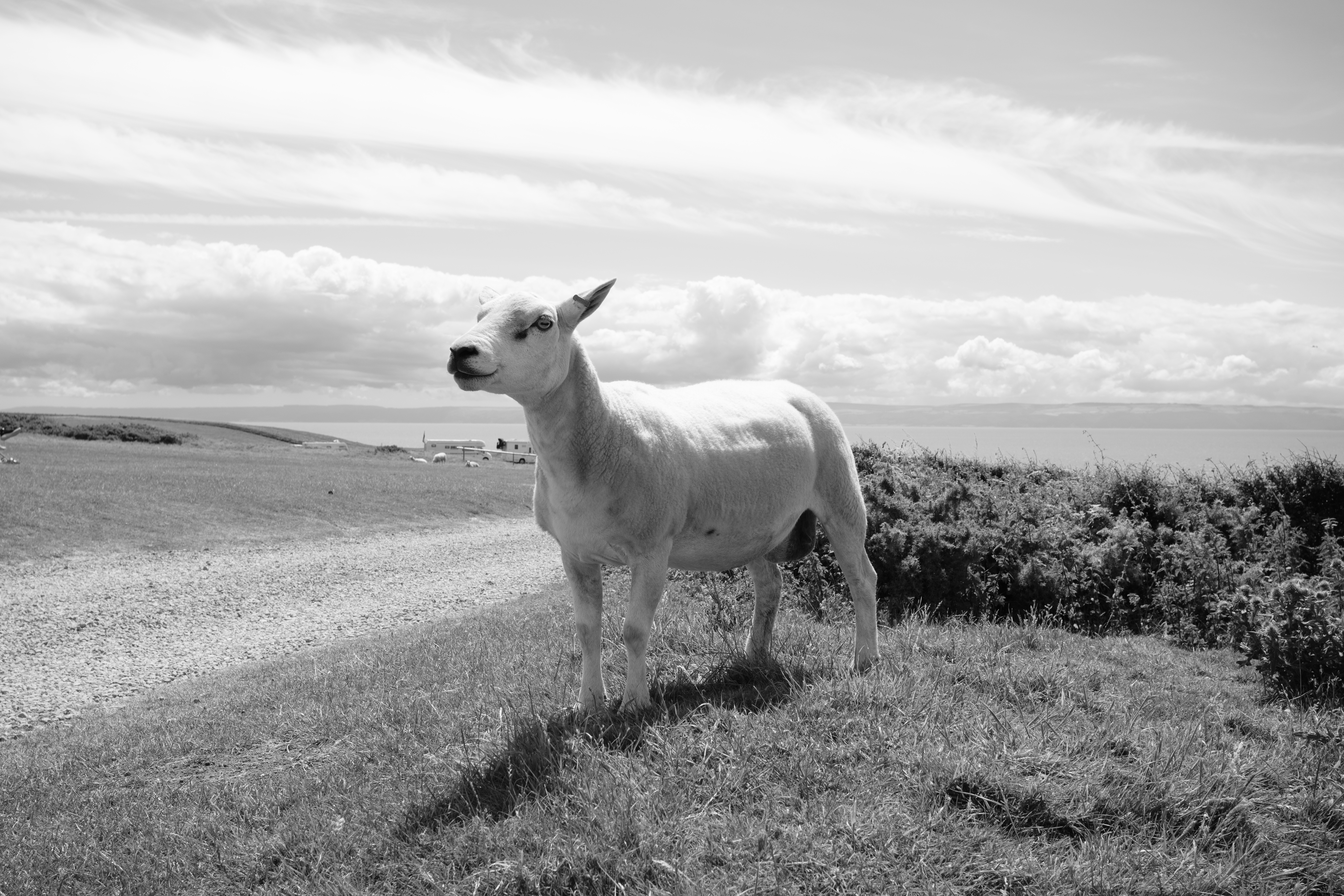 A black and white photo of a sheep against a dramatic coastal background.