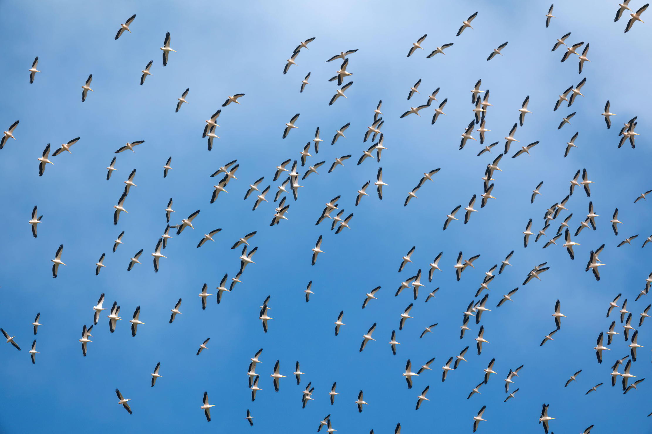 Storks migrating in their thousands
