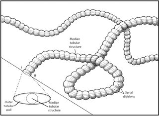 Here, a reconstruction of the tapeworm-like creature Plexus ricei, which lived more than 500 million years ago.