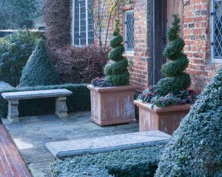 Taracotta planters by door planted with evergreen topiary swirls and skimmia japonica