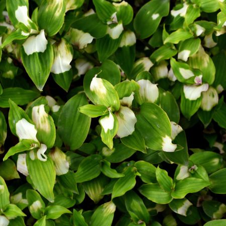 White and green leaves of schefflera alpina