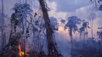 Destruction - Amazon, Brazil,Vicinitiy Rio Branco, Burning The Forest To Enlarge Cattle Ranches,
