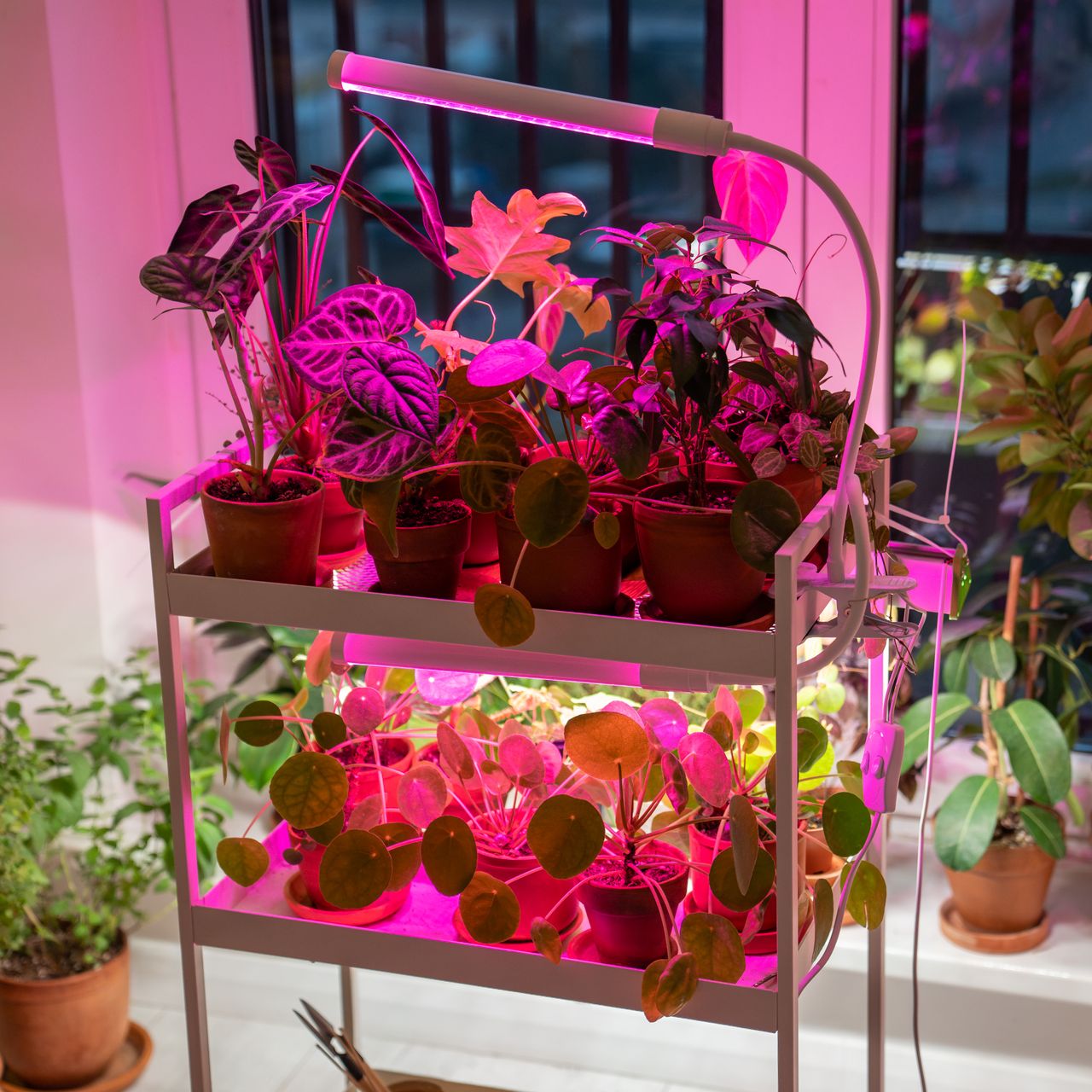grow light on cart full of houseplants