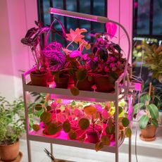 grow light on cart full of houseplants
