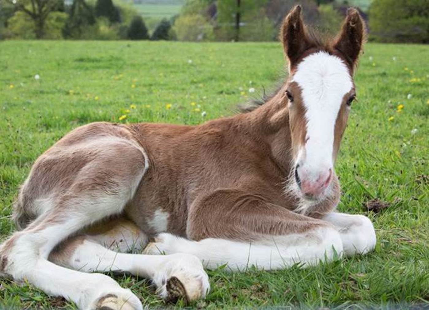 Robinsons Brewery foal