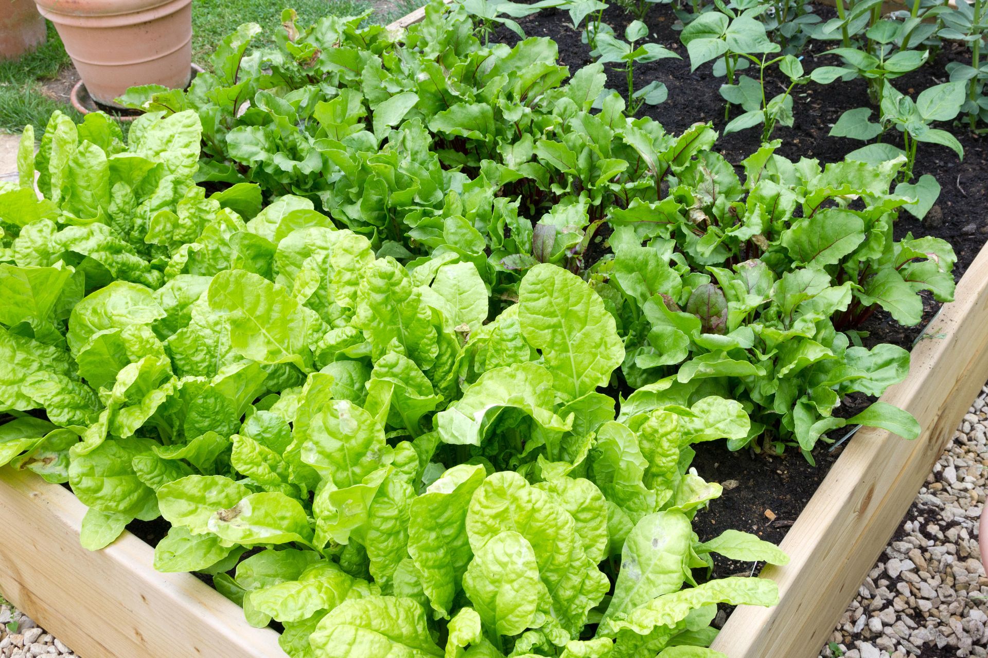 How to grow spinach your goto growing guide Gardeningetc