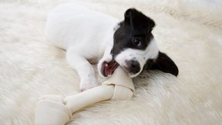 A black and white puppy eating a rawhide bone