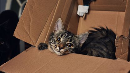 Tabby kitten playing in a cardboard box.