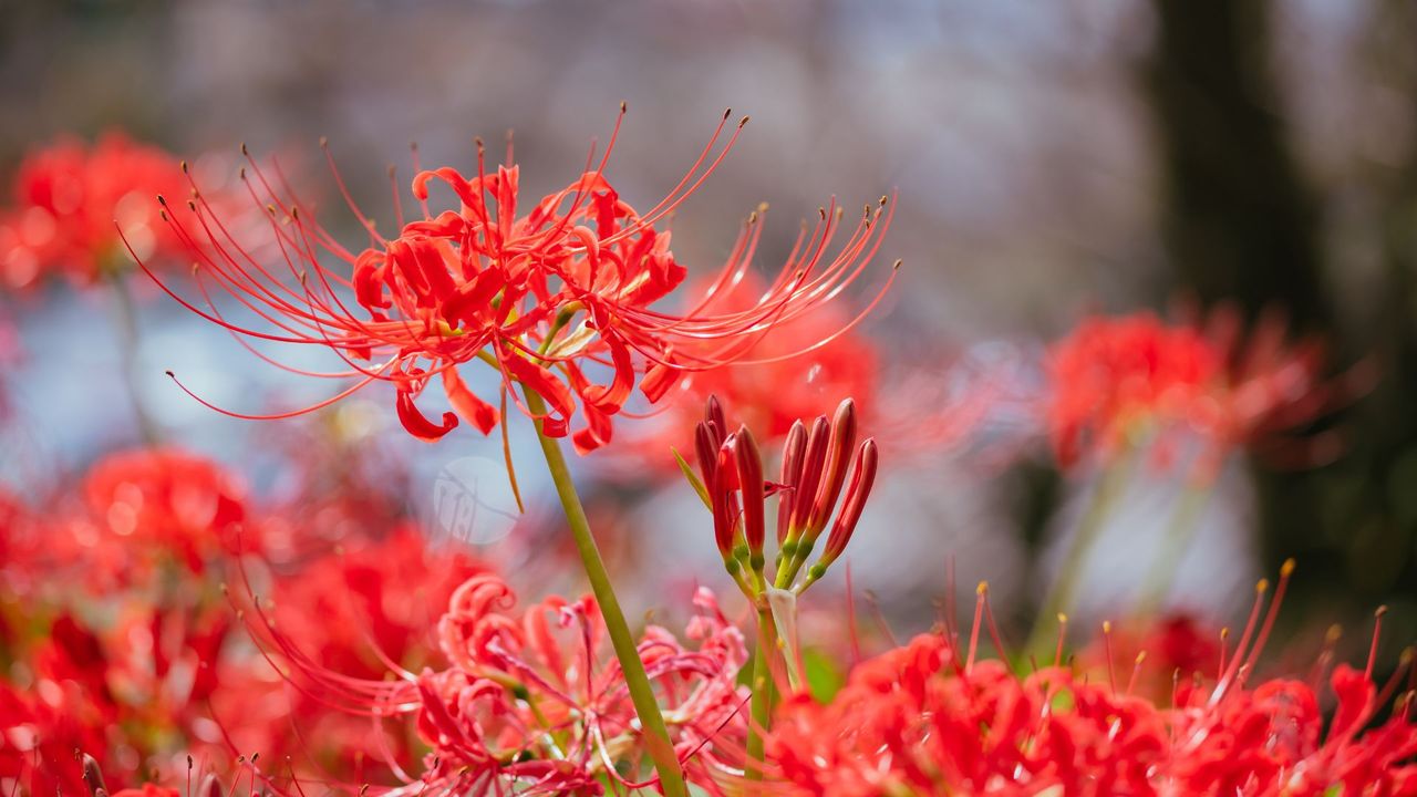 A close-up of red spider lily flowers in a garden