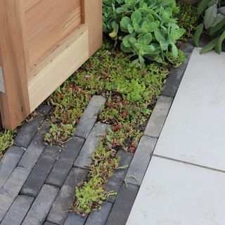 Garden paving with succulent planting
