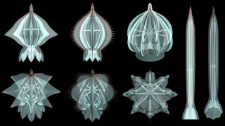 Ancient comb jellies (representatives of four groups shown in this illustration) sported skeletonized body parts, researchers have found.