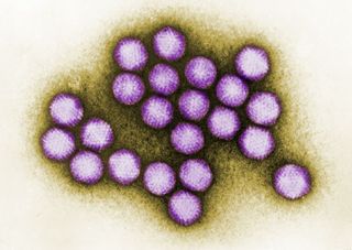 Adenovirus among the viruses, many unknown, found in raw sewage.